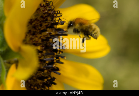 Bumble Bee di atterraggio su Girasole Foto Stock