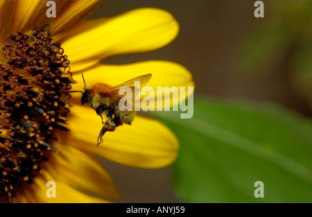 Bumble Bee di atterraggio su Girasole Foto Stock