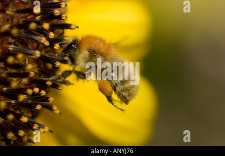 Bumble Bee in volo appena prima di atterrare su un girasole Foto Stock