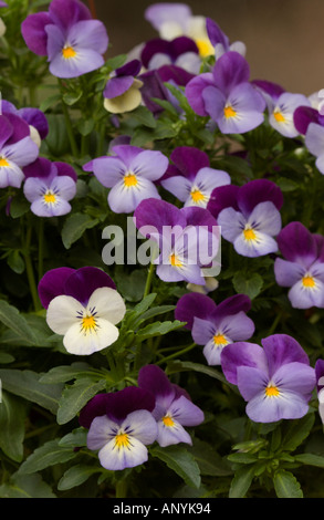 Heartsease, Wild Pansy, amore-giace-spurgo (Viola tricolore) Foto Stock