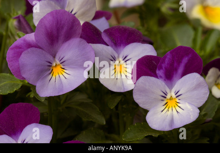 Heartsease, Wild Pansy, amore-giace-spurgo (Viola tricolore) Foto Stock