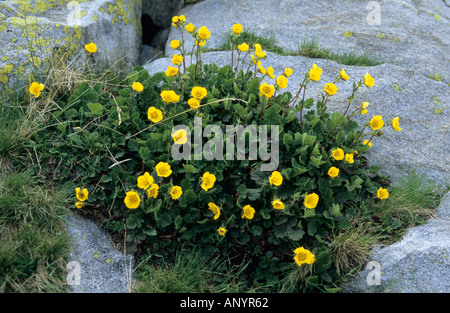 Close-up di Cinquefoil Potentilla fiori nel sito del Patrimonio Mondiale il Parco Nazionale di Pirin Bulgaria Foto Stock