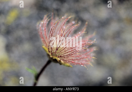 Close-up di Alpine Avens Geum montanum semi nel Parco Nazionale di Pirin Bulgaria Foto Stock