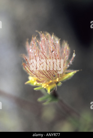 Close-up di Alpine Avens Geum montanum semi nel Parco Nazionale di Pirin Bulgaria Foto Stock