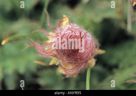 Close-up di Alpine Avens Geum montanum semi nel Parco Nazionale di Pirin Bulgaria Foto Stock