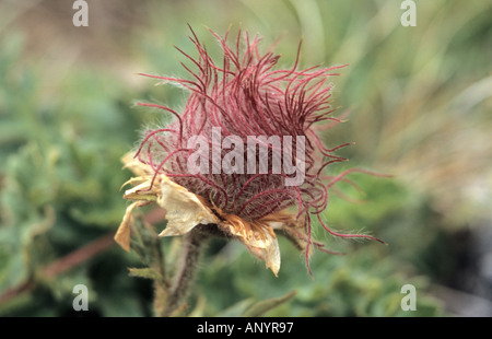 Close-up di Alpine Avens Geum montanum semi nel Parco Nazionale di Pirin Bulgaria Foto Stock