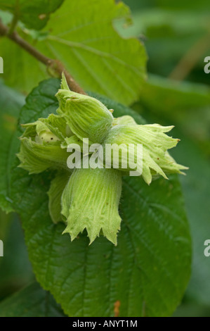 Comune di nocciolo (Corylus avellana) dadi Foto Stock