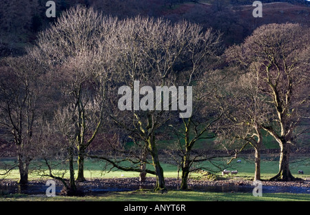 Alberi con retroilluminazione a SAINT JOHNS della vale Lake District inglese Foto Stock