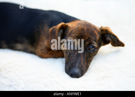 Nero e marrone Jack Russell Terrier pedigree cucciolo sdraiato sul letto England Regno Unito Foto Stock