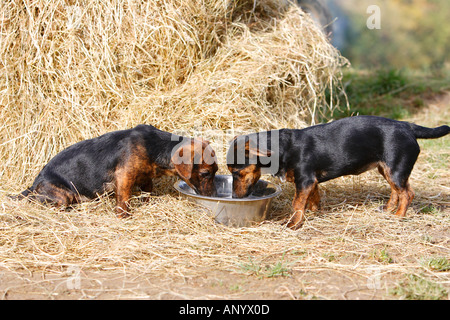 Nero e marrone Jack Russell cuccioli bere da una grande coppa dell'acqua England Regno Unito Foto Stock