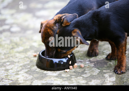 Nero e marrone Jack Russell cuccioli mangiare da una ciotola di cibo England Regno Unito Foto Stock