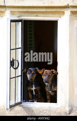 Nero e marrone Jack Russell Terrier cuccioli seduti a una finestra England Regno Unito Foto Stock