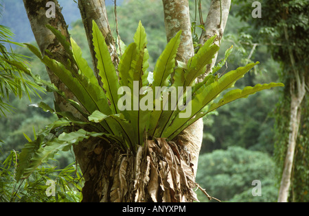 Epiphytic nido di uccelli felci Asplenium nidus sul tronco di un albero in una foresta pluviale tropicale della Malaysia Foto Stock