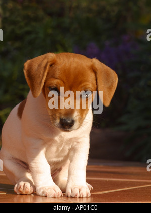 All'esterno cucciolo Jack Russell Terrier cucciolo carino triste Foto Stock