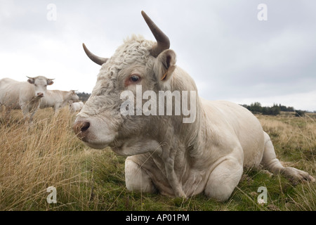 Una Charolais bull (Bos taurus domesticus), in Auvergne (Francia).Biancheria Taureau (Bos taurus domesticus) de razza Charolaise, en Auvergne. Foto Stock