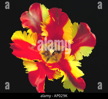 Centro di un giallo e rosso tulipano pappagallo Foto Stock