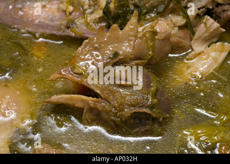 Una gallina la testa emergente dal bollito di brodo di pollo (Francia). Tête de volaille émergeant du bouillon d'une Poule au Pot (Francia) Foto Stock