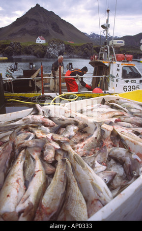 Pesce fresco in scatole in un porto di pesca Islanda Foto Stock