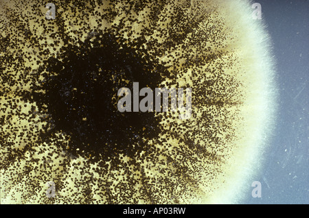 La muffa nera patogeno Aspergillus niger fungina caratteristica dello sviluppo su una piastra di agar Foto Stock