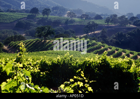 Albero di quercia di vigneti Vigneti JOULLIAN Carmel Valley in California Foto Stock