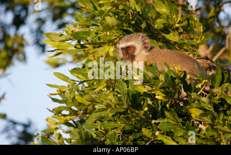 Vervet monkey, cercopithecus aethiops pygerythrus, singolo adulto in una struttura ad albero Foto Stock