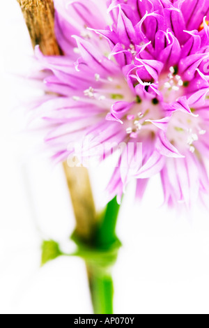 Chiudere su un fiore di erba cipollina attaccato ad un bastone di legno Foto Stock