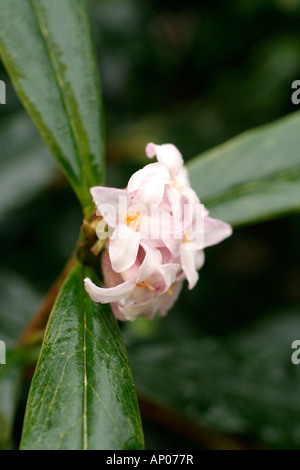 DAPHNE BHOLUA DARJEELING Foto Stock