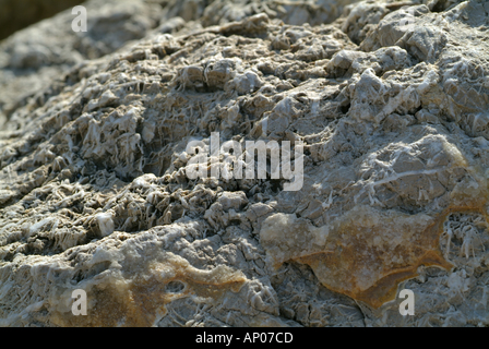 Dettaglio di una roccia calcarea vicino al mare Foto Stock