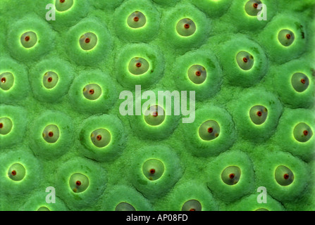 Sacro lotus lily frutta esotiche Nelumbo nucifera close up stile arte il concept design studio Foto Stock