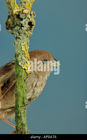Vinoso-throated Parrotbill (Paradoxornis webbianus) Webb's Parrotbill, Webb's Crowtit, Rufous-guidato Crowtit, Marrone Crowtit Foto Stock