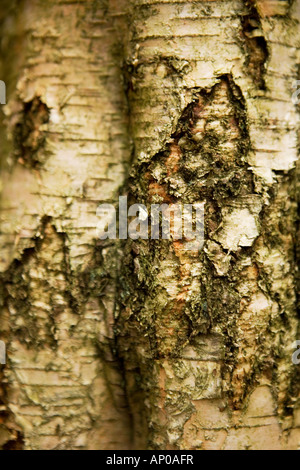 Close up dettaglio di argento / Betulla Betula pendula di corteccia di albero Foto Stock