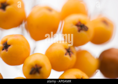 Bacche di colore arancione 'Pyracantha Saphyr Orange syn Cadange' in close up dettaglio Foto Stock
