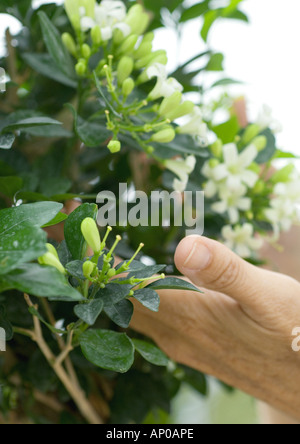 La mano di toccare il gelsomino pianta Foto Stock