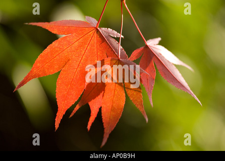 Giapponese / Acer acero lascia retroilluminati da luce solare Foto Stock