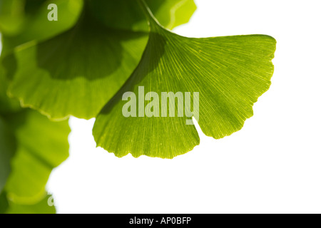 Gingko biloba / Maidenhair chioma in dettaglio Foto Stock