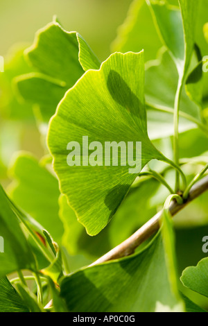 Gingko biloba / Maidenhair chioma in dettaglio Foto Stock