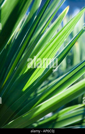 Foglie di palma e fogliame Foto Stock