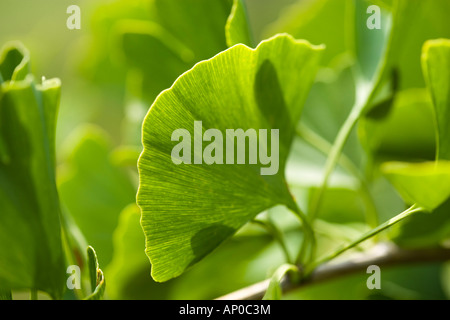 Gingko biloba / Maidenhair chioma in dettaglio Foto Stock