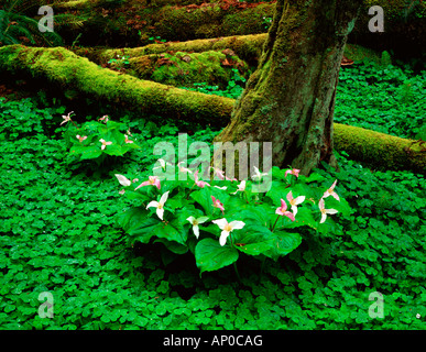 La copertura del terreno di Redwood sorrel con fioritura trillium e log di muschio sul suolo della foresta nel verde valle Creek sull isola di Vashon WA Foto Stock