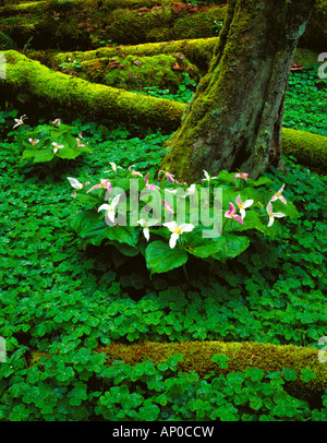 La copertura del terreno di Redwood sorrel con fioritura trillium e log di muschio sul suolo della foresta nel verde valle Creek sull isola di Vashon WA Foto Stock