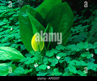 Vashon Island WA una palude lanterna stessa tende a redwood sorrel in una foresta sottobosco nella verde valle Creek Foto Stock