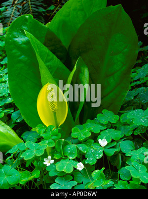 Vashon Island WA una palude lanterna stessa tende a redwood sorrel in una foresta sottobosco nella verde valle Creek Foto Stock