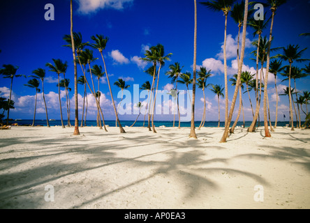 Boschetto di Palme in spiaggia di sabbia bianca di una Repubblica Dominicana spiaggia di Punta Cana contro uno sfondo di un luminoso cielo blu Foto Stock