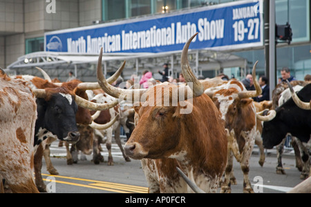 Longhorn bovini sono azionati attraverso strade di Detroit come parte di una promozione di Chrysler al Detroit Auto Show Foto Stock