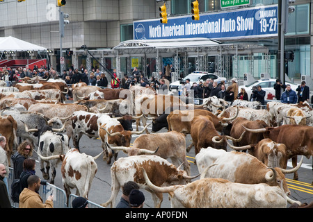 Longhorn bovini sono azionati attraverso strade di Detroit come parte di una promozione di Chrysler al Detroit Auto Show Foto Stock