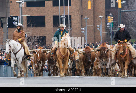 Longhorn bovini sono azionati attraverso strade di Detroit come parte di una promozione di Chrysler al Detroit Auto Show Foto Stock