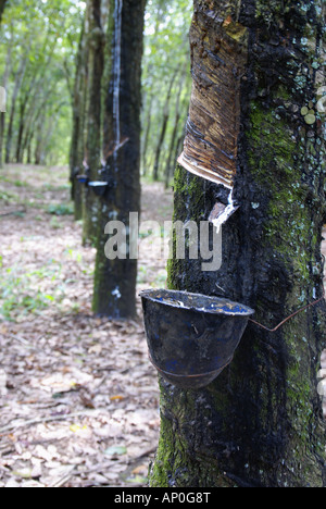 Toccando la gomma in una estesa piantagione di gomma. Questa è la prima fase nel processo di realizzazione di tutti i prodotti basati sulla gomma. Foto Stock