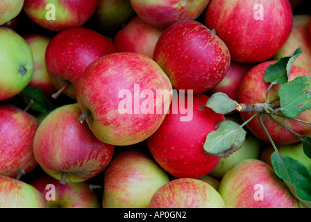 Rosso inglese windsor mele Foto Stock