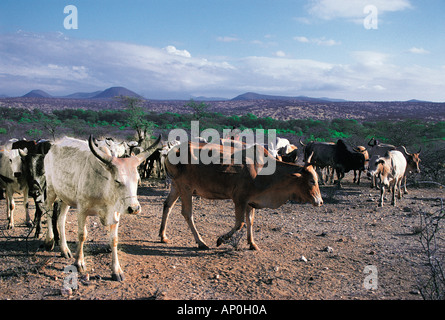 Bovini appartenenti alla tribù Samburu al di fuori del loro villaggio nel nord del Kenya Africa orientale Foto Stock