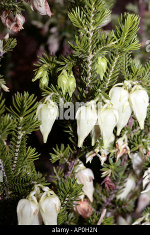 Vescica-heath/ Gooseberry heath- Erica halicacaba- Famiglia Ericaceae Foto Stock